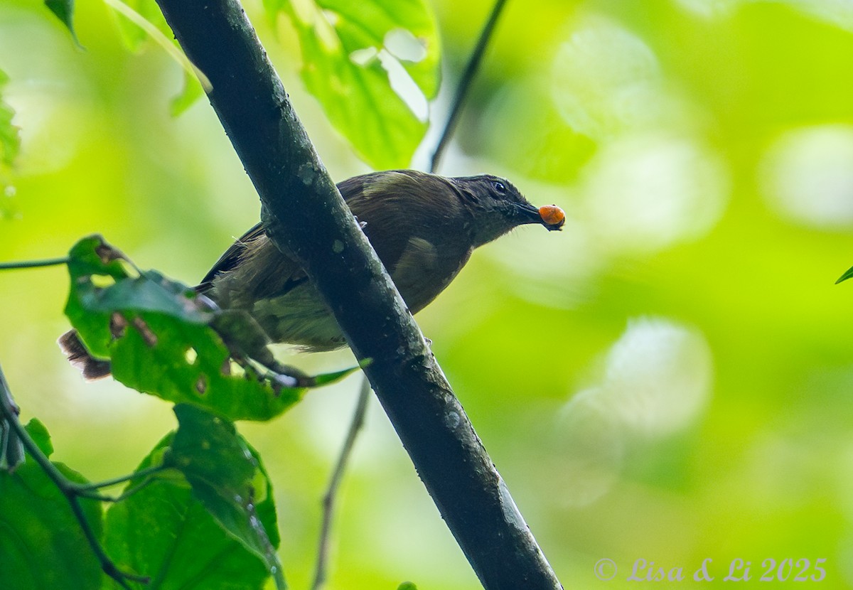 Plain Greenbul - ML641013323