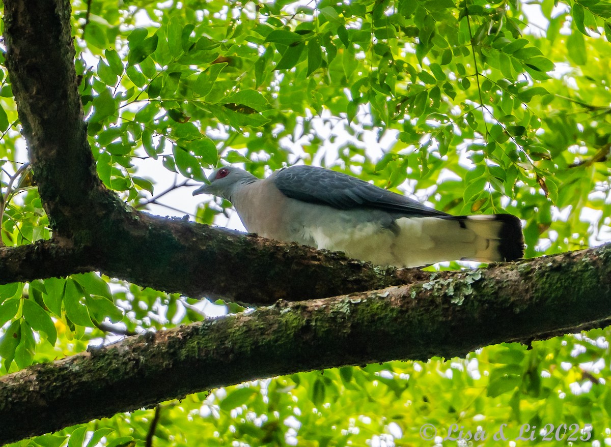 Afep Pigeon - ML641013327