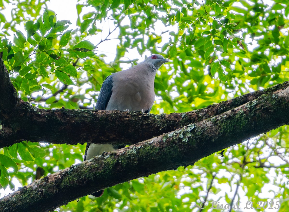 Afep Pigeon - ML641013328
