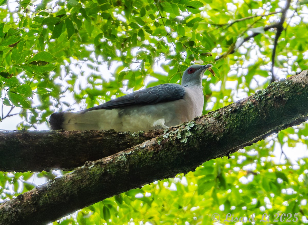 Afep Pigeon - ML641013329