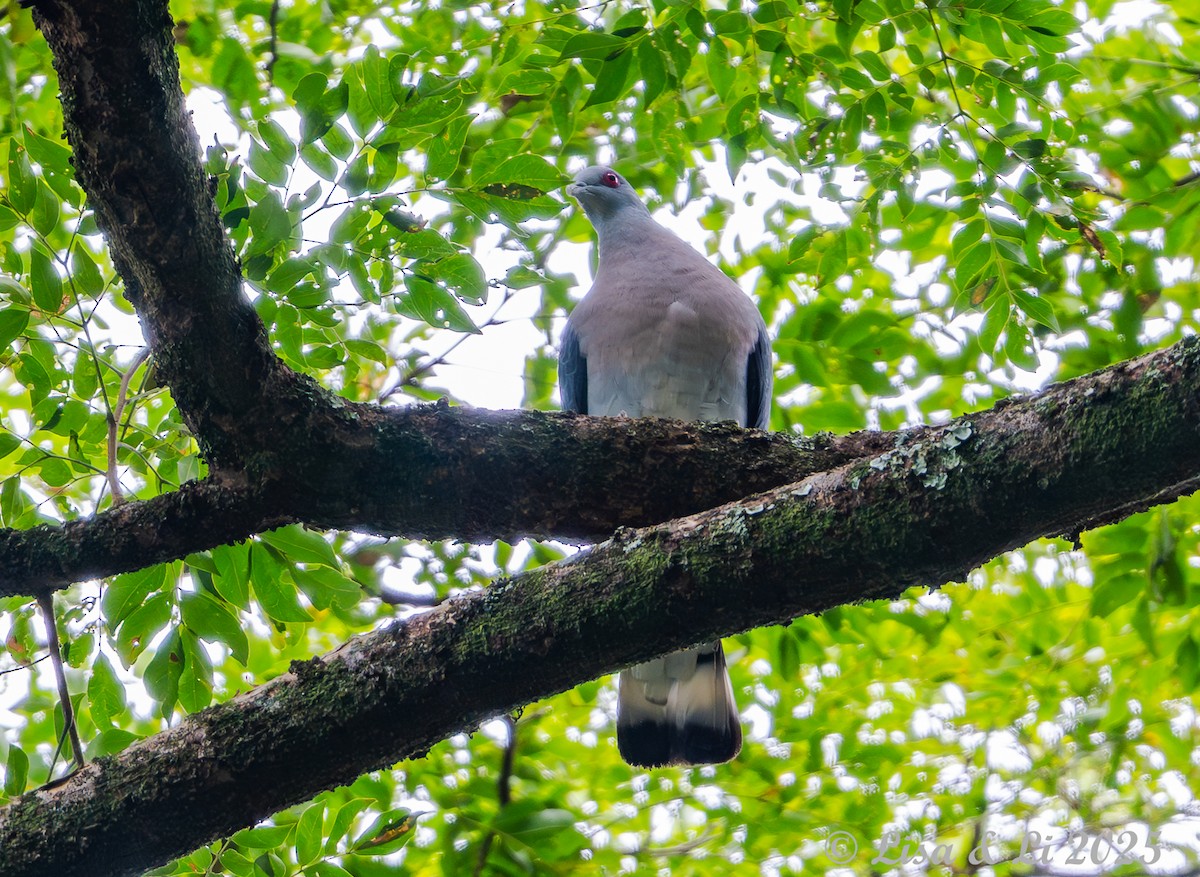 Afep Pigeon - ML641013330