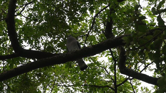 Afep Pigeon - ML641013334