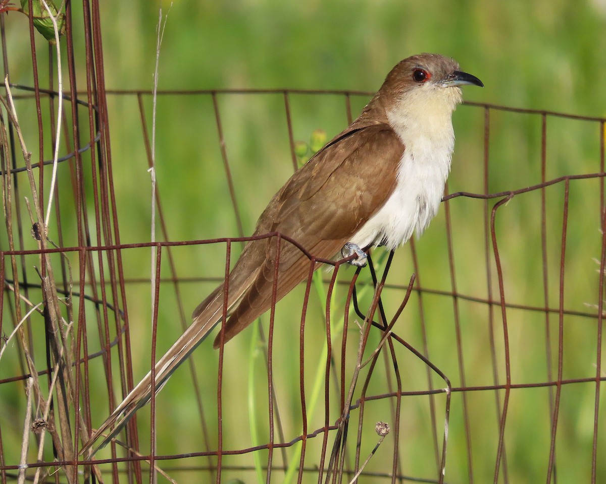 Black-billed Cuckoo - ML641013340
