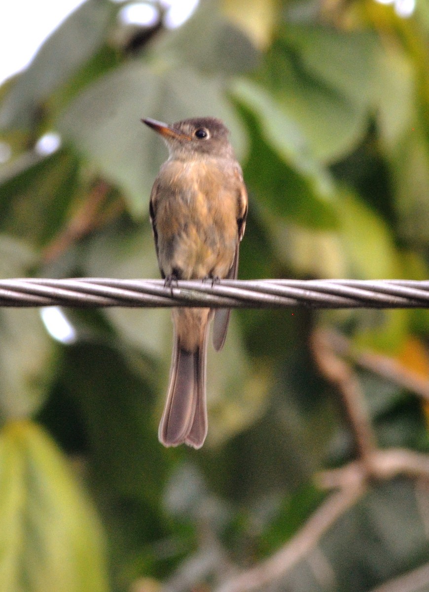 Cuban Pewee - ML641013349