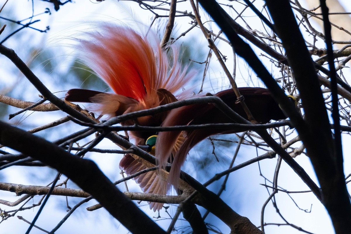 アカカザリフウチョウ - ML641013387