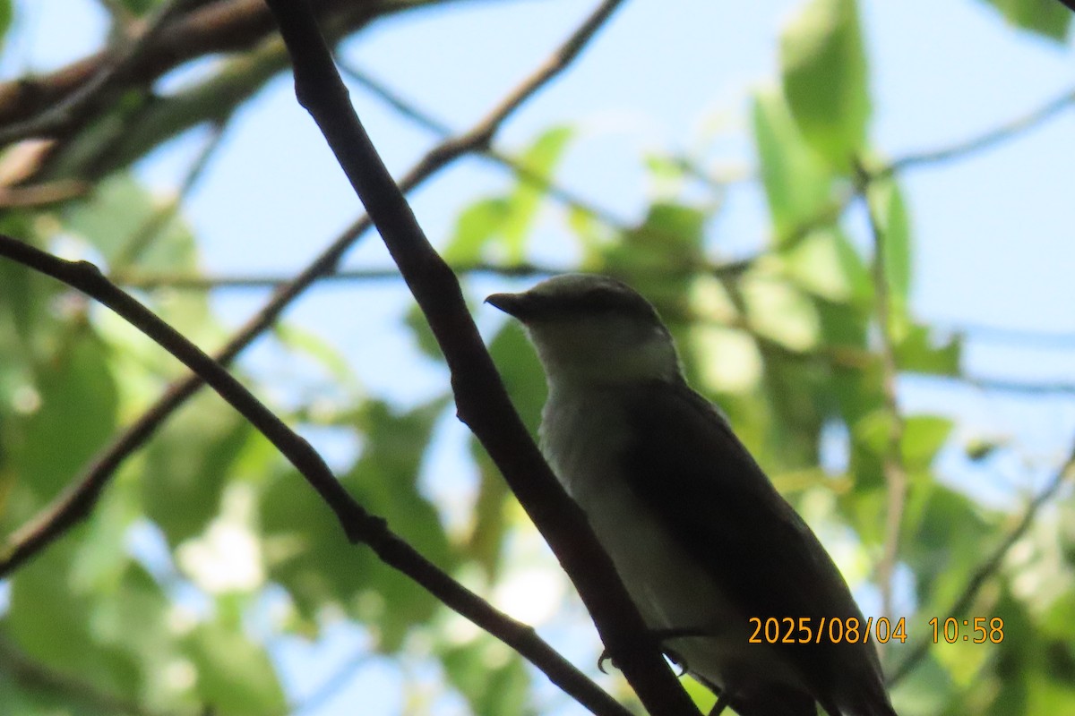 Brown-rumped Minivet - ML641013413