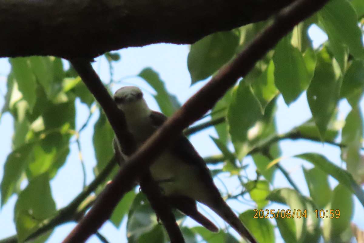 Brown-rumped Minivet - ML641013415