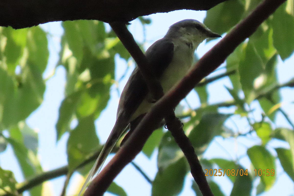 Brown-rumped Minivet - ML641013417
