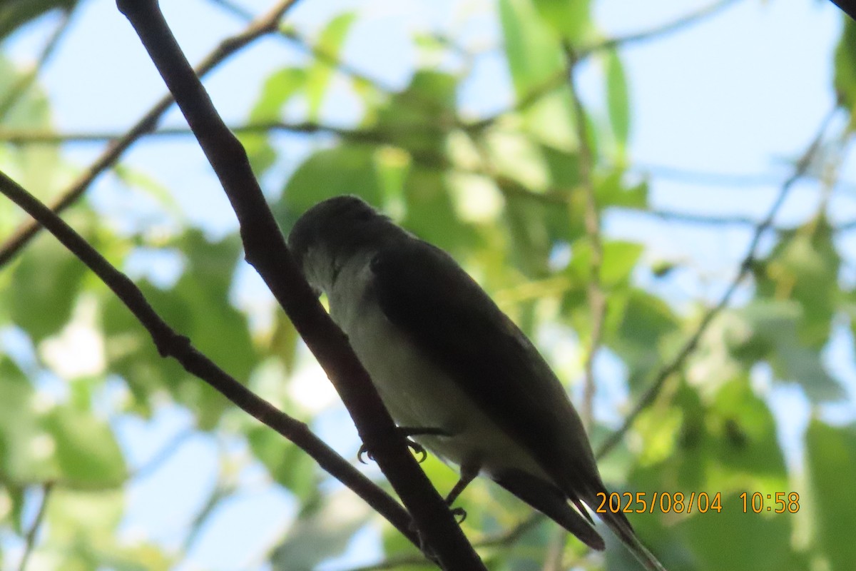 Brown-rumped Minivet - ML641013418