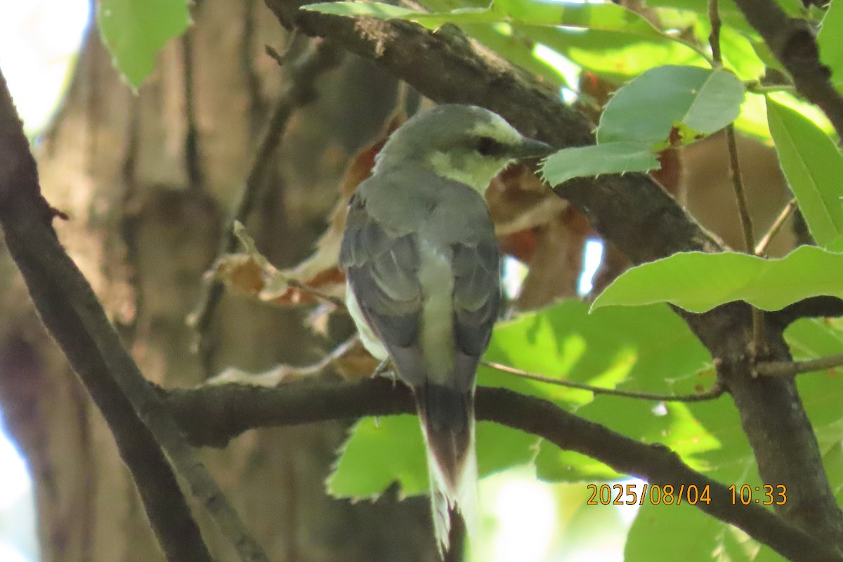 Brown-rumped Minivet - ML641013420