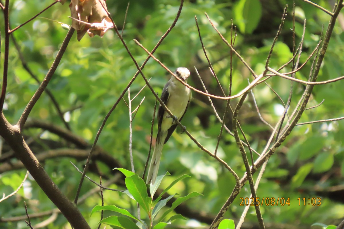 Brown-rumped Minivet - ML641013426