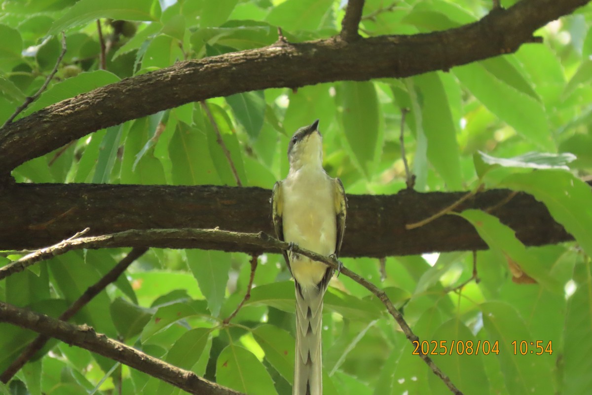 Brown-rumped Minivet - ML641013427