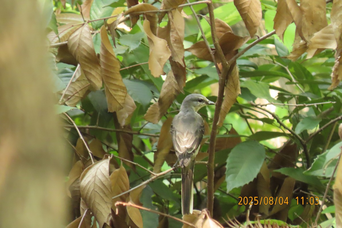 Brown-rumped Minivet - ML641013428