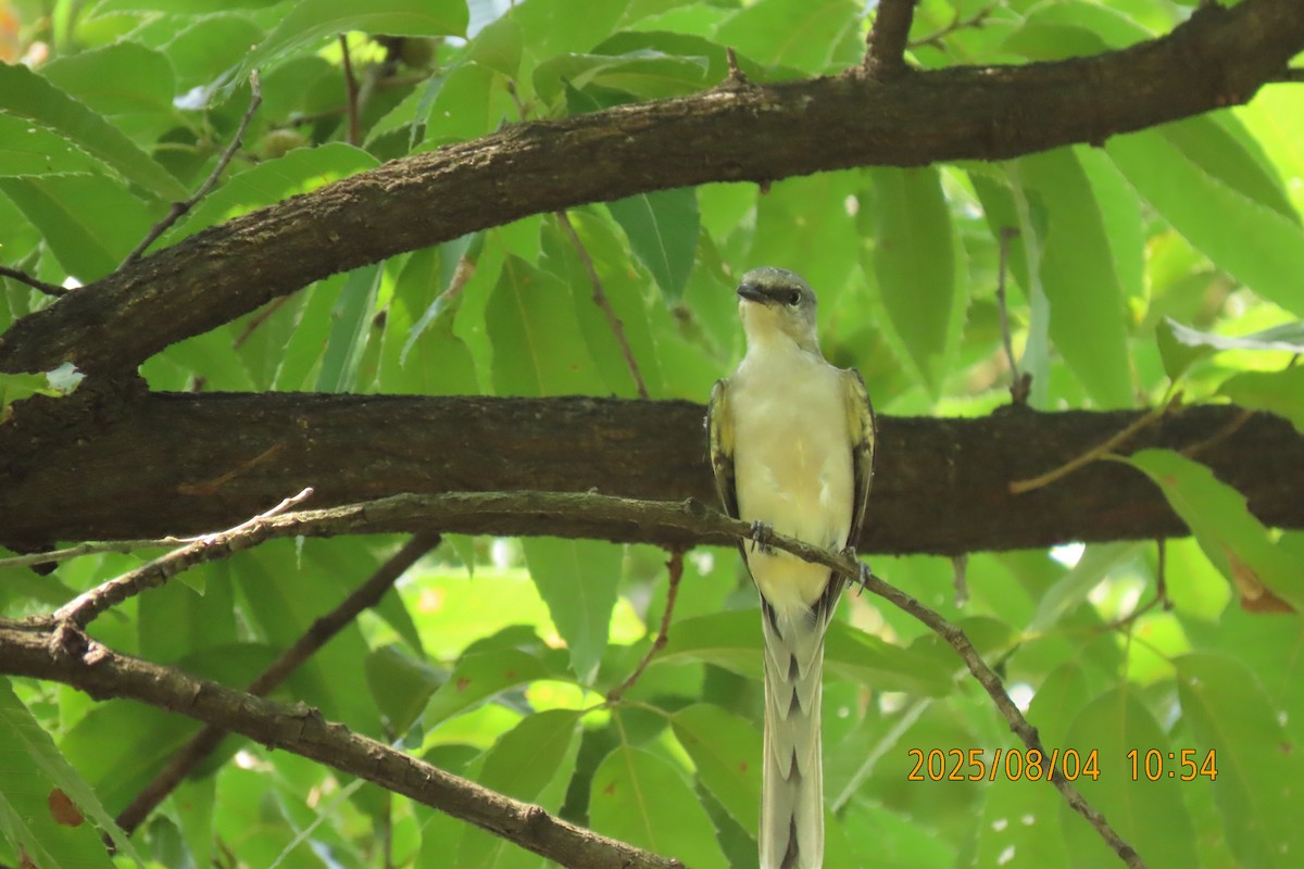 Brown-rumped Minivet - ML641013429