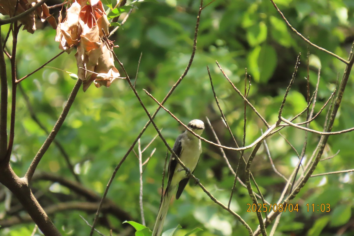Brown-rumped Minivet - ML641013430
