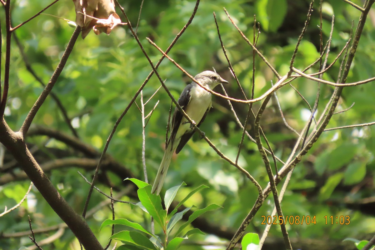 Brown-rumped Minivet - ML641013431