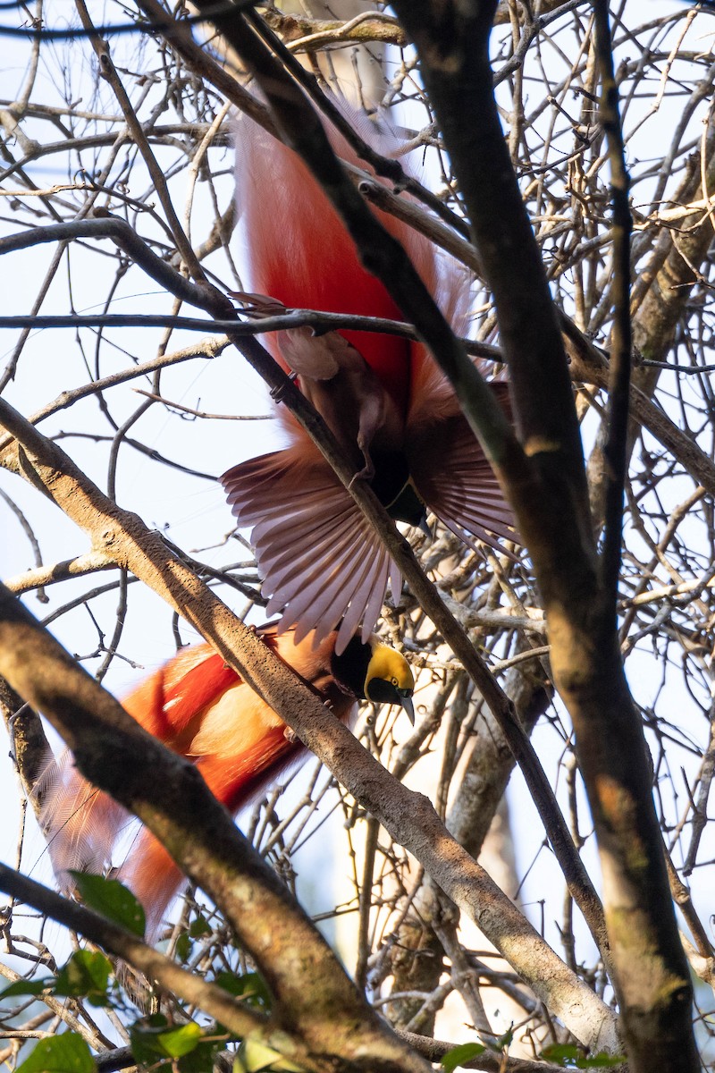 アカカザリフウチョウ - ML641013440