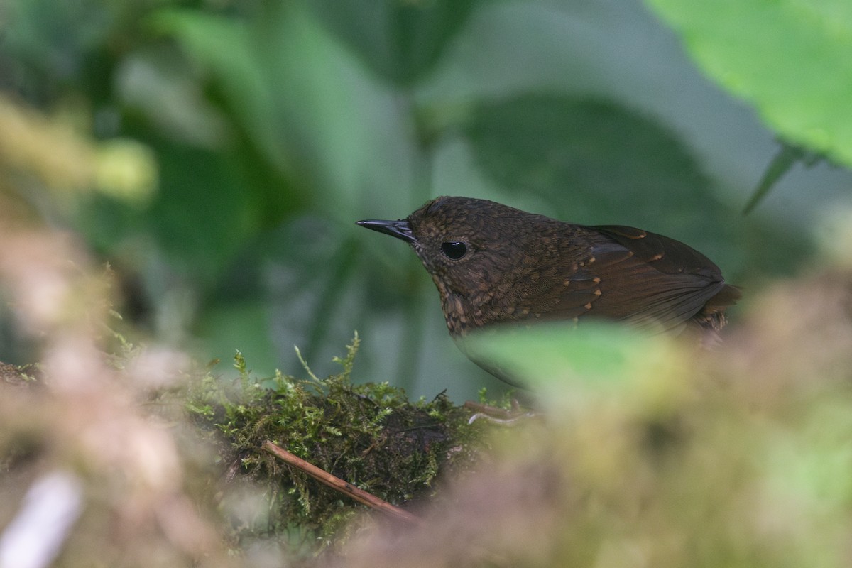 Pygmy Cupwing - ML641013460