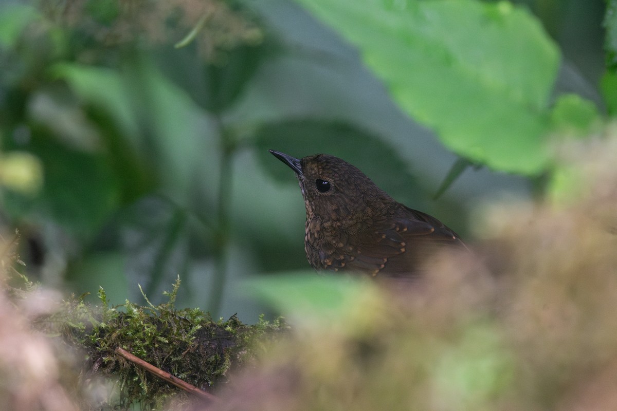 Pygmy Cupwing - ML641013461