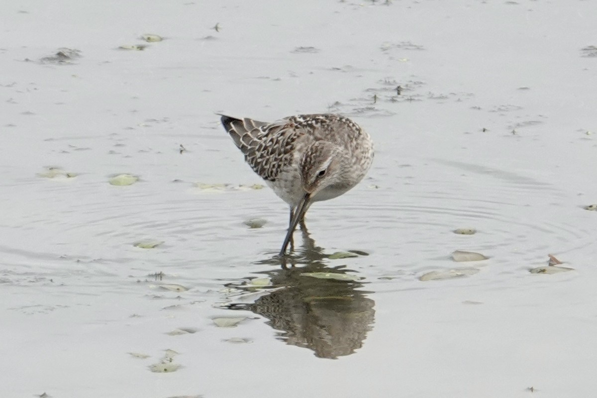 Stilt Sandpiper - ML641013481