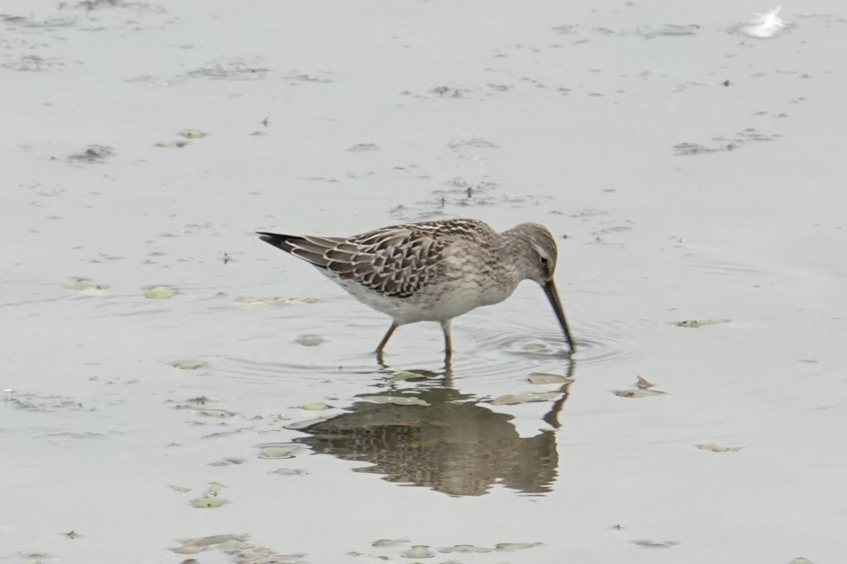 Stilt Sandpiper - ML641013482