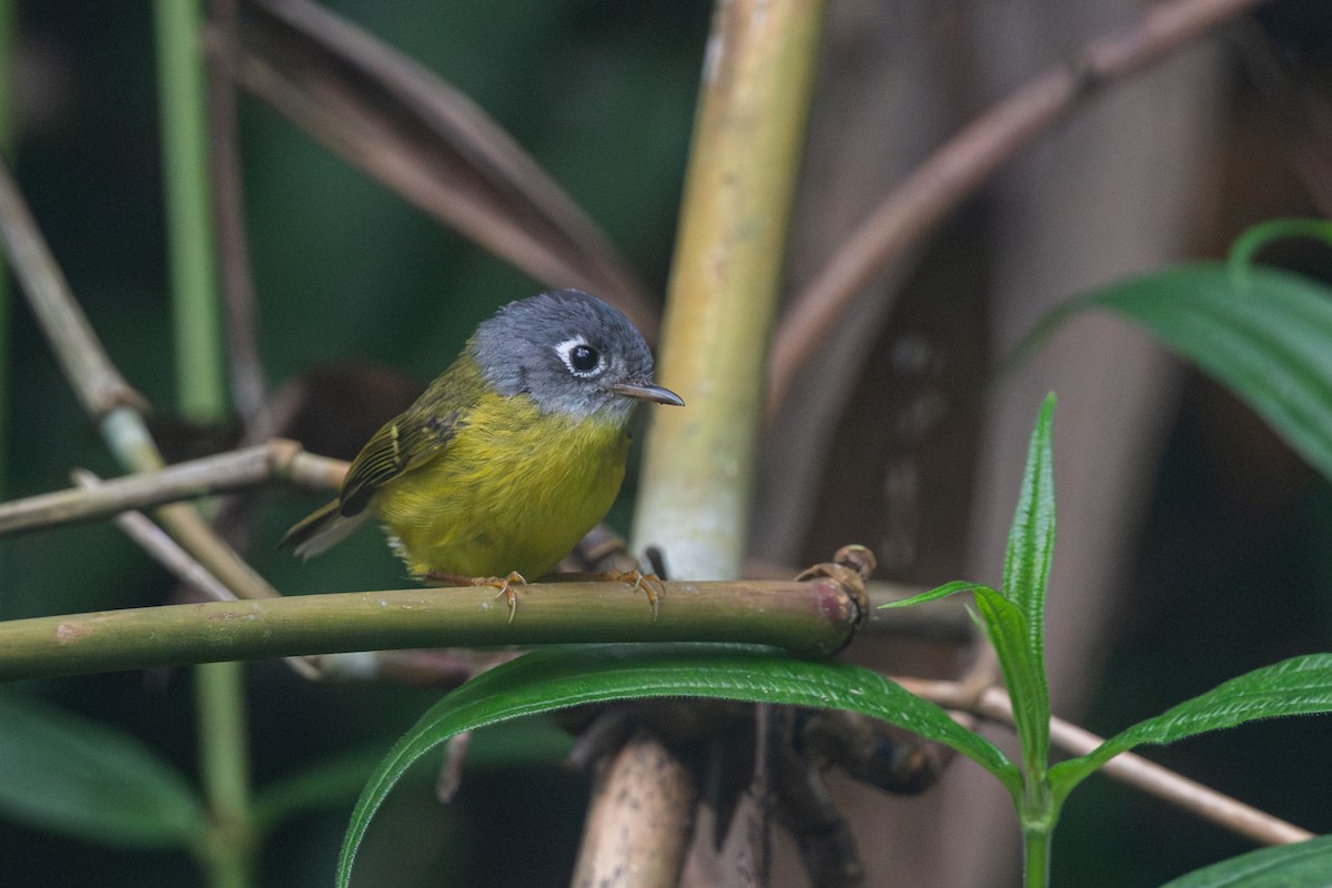Gray-cheeked Warbler - ML641013494
