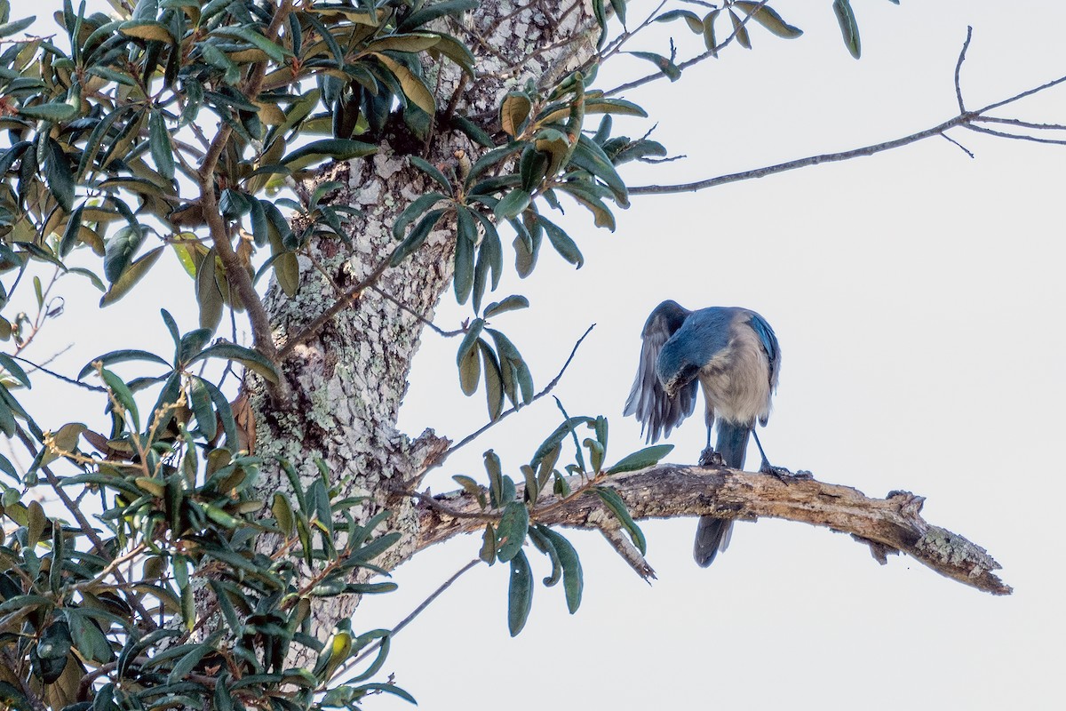 Florida Scrub-Jay - ML641013559