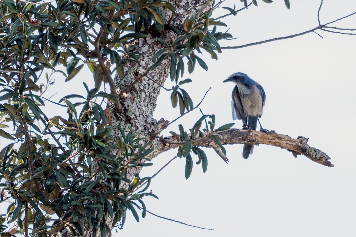 Florida Scrub-Jay - ML641013560