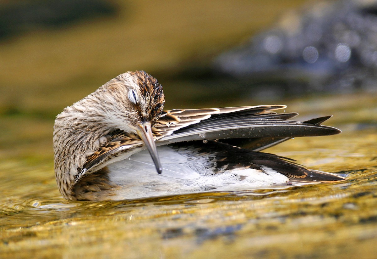 Graubrust-Strandläufer - ML641013569