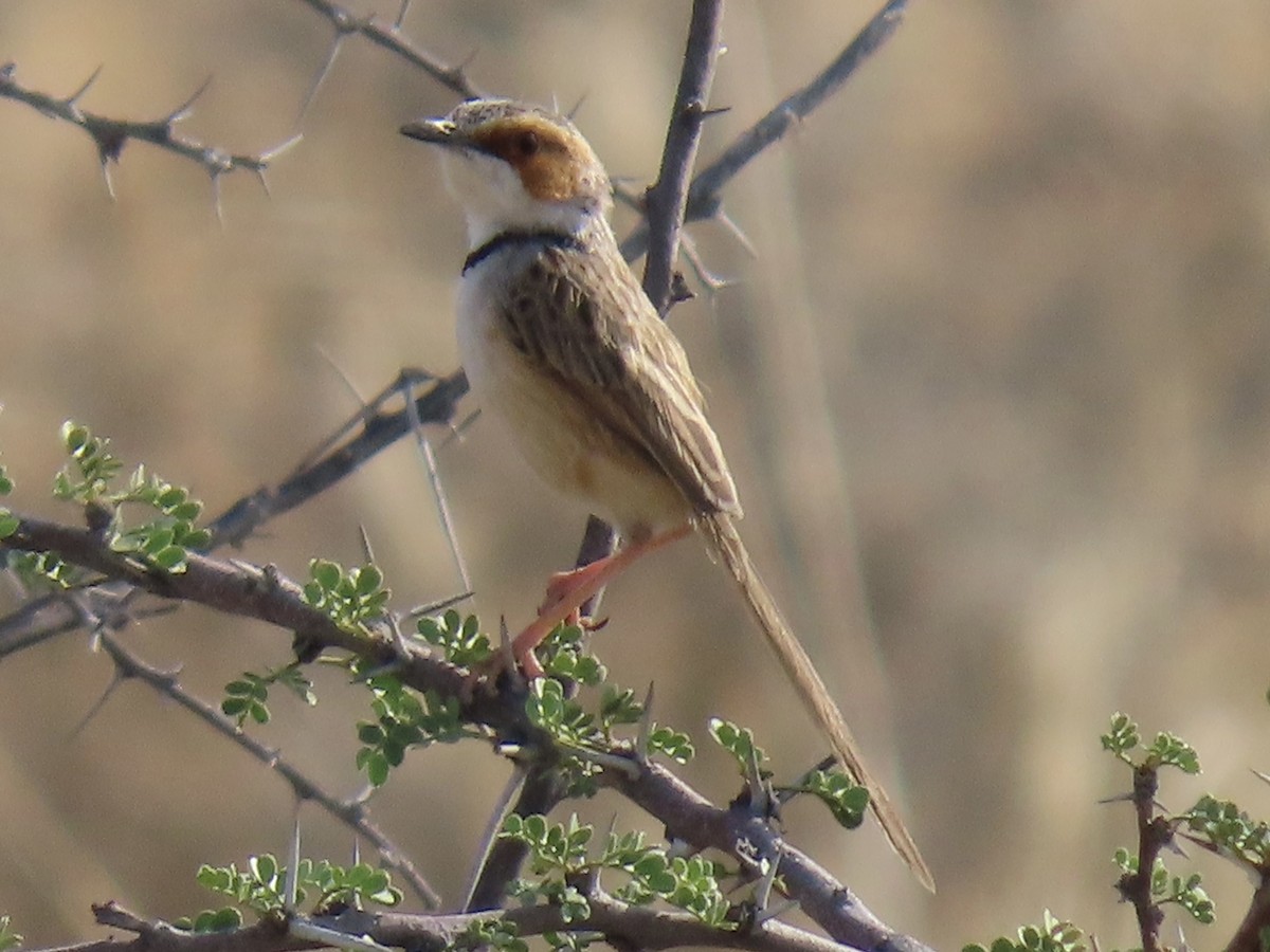Rufous-eared Warbler - ML641013579