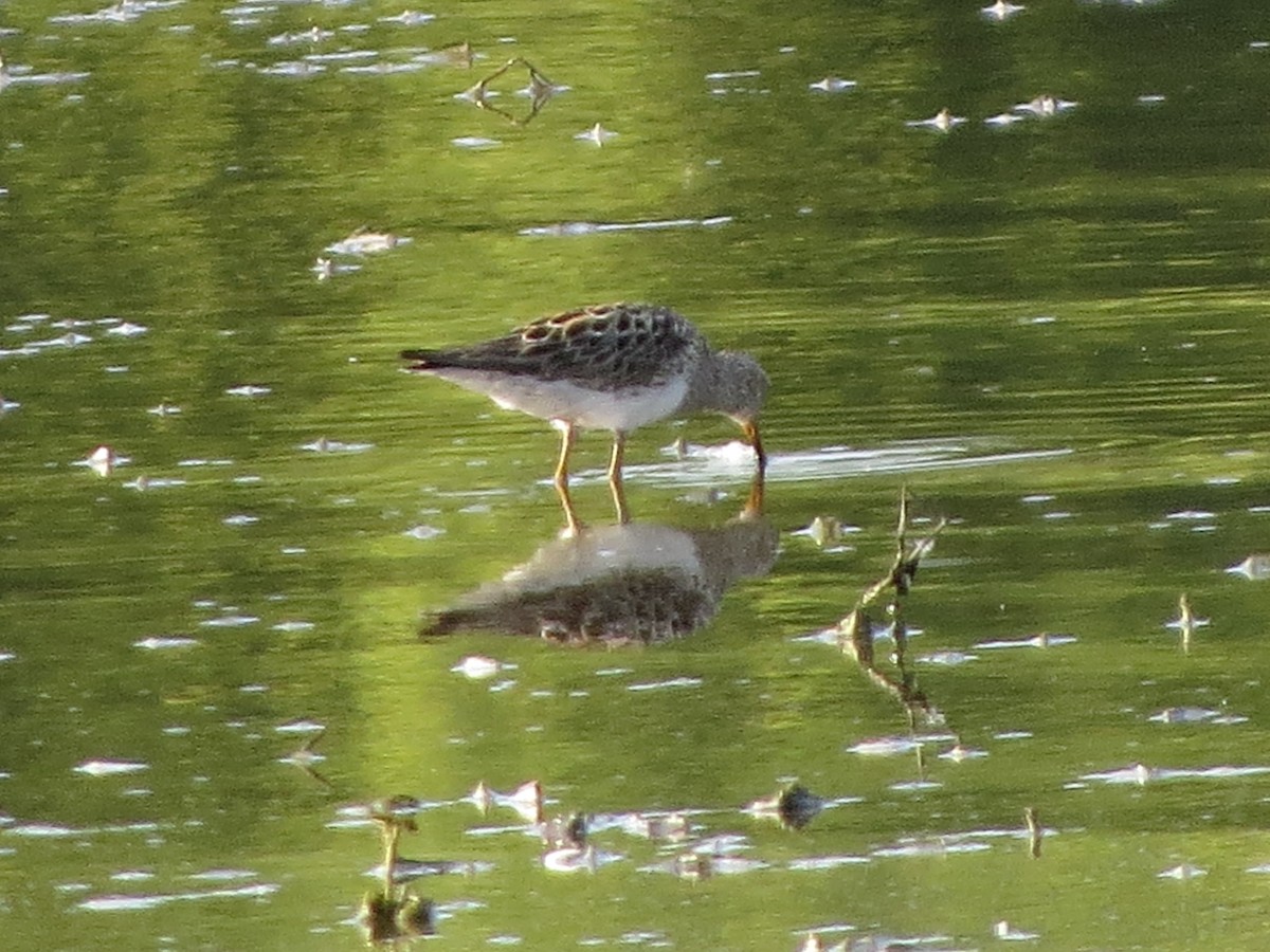 Graubrust-Strandläufer - ML641013594