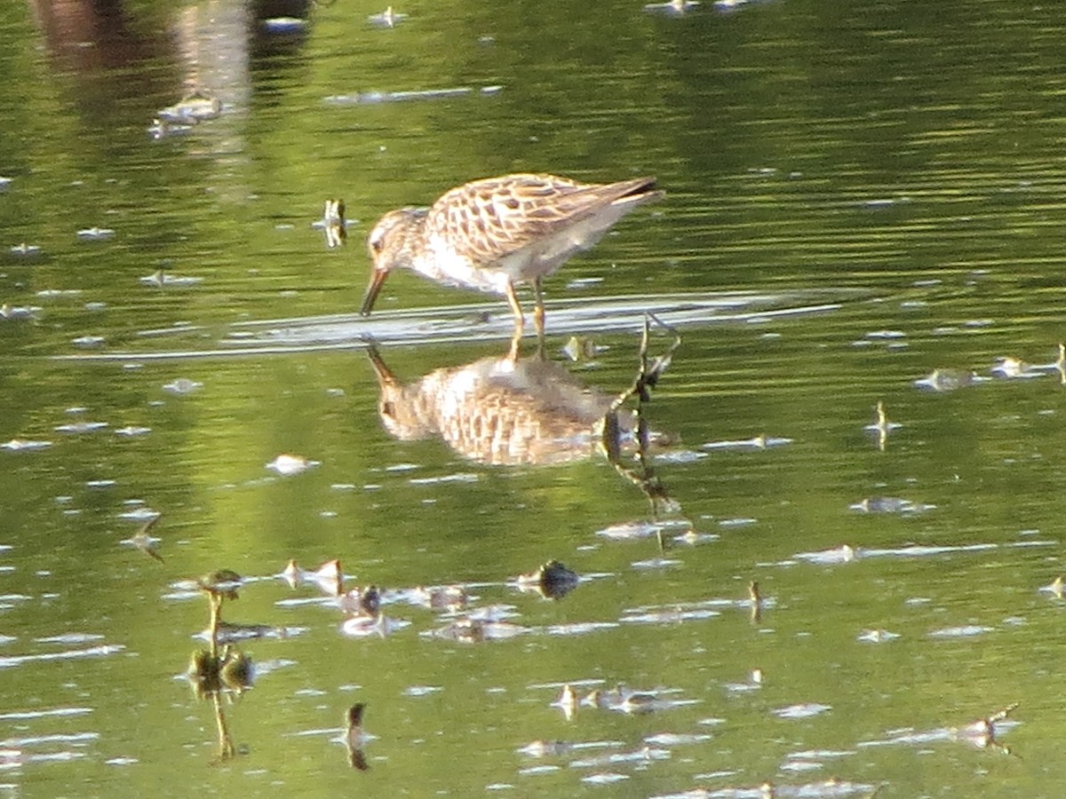 Graubrust-Strandläufer - ML641013598