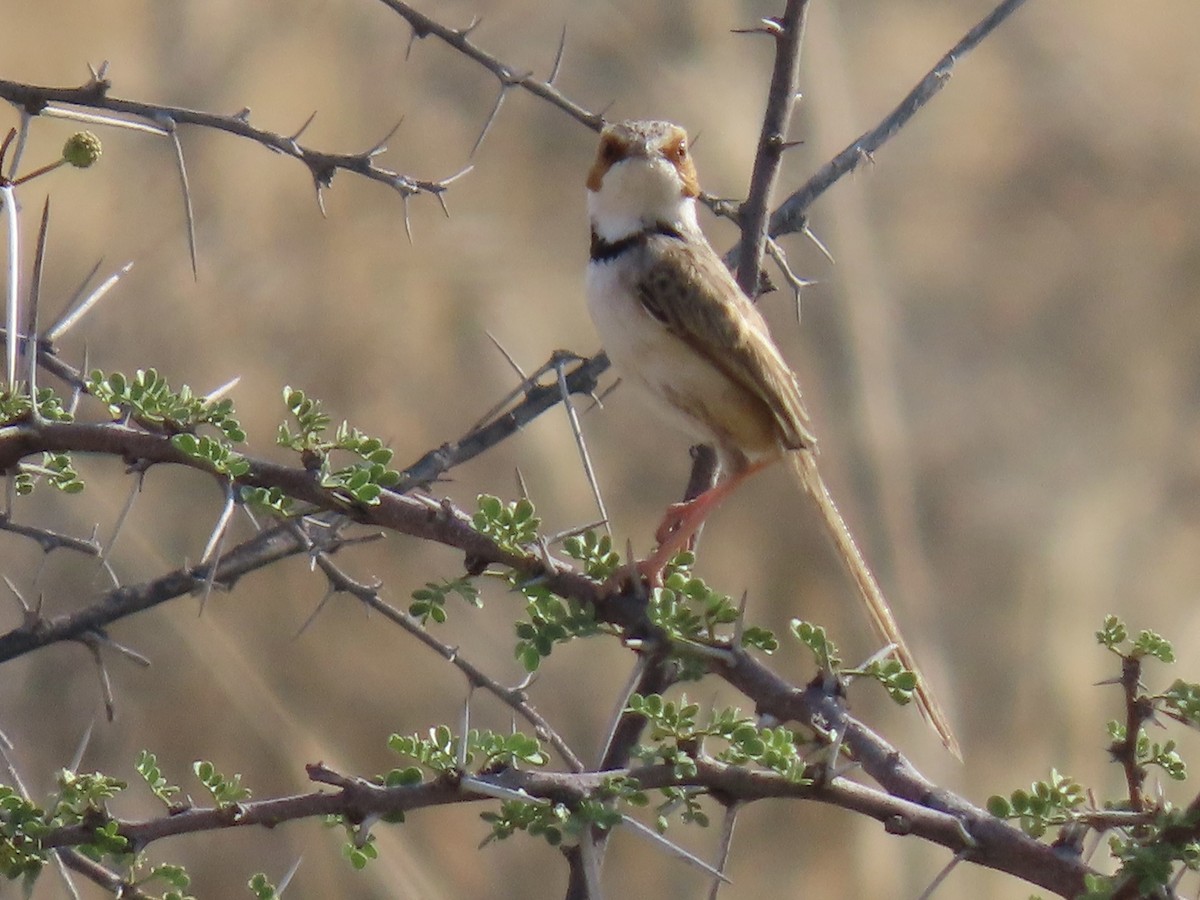 Rufous-eared Warbler - ML641013614