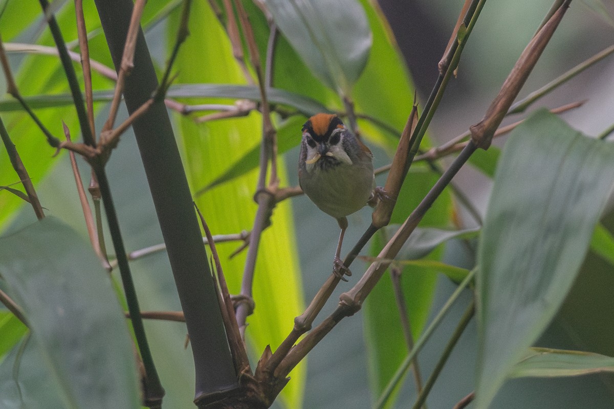 Black-throated Parrotbill - ML641013637