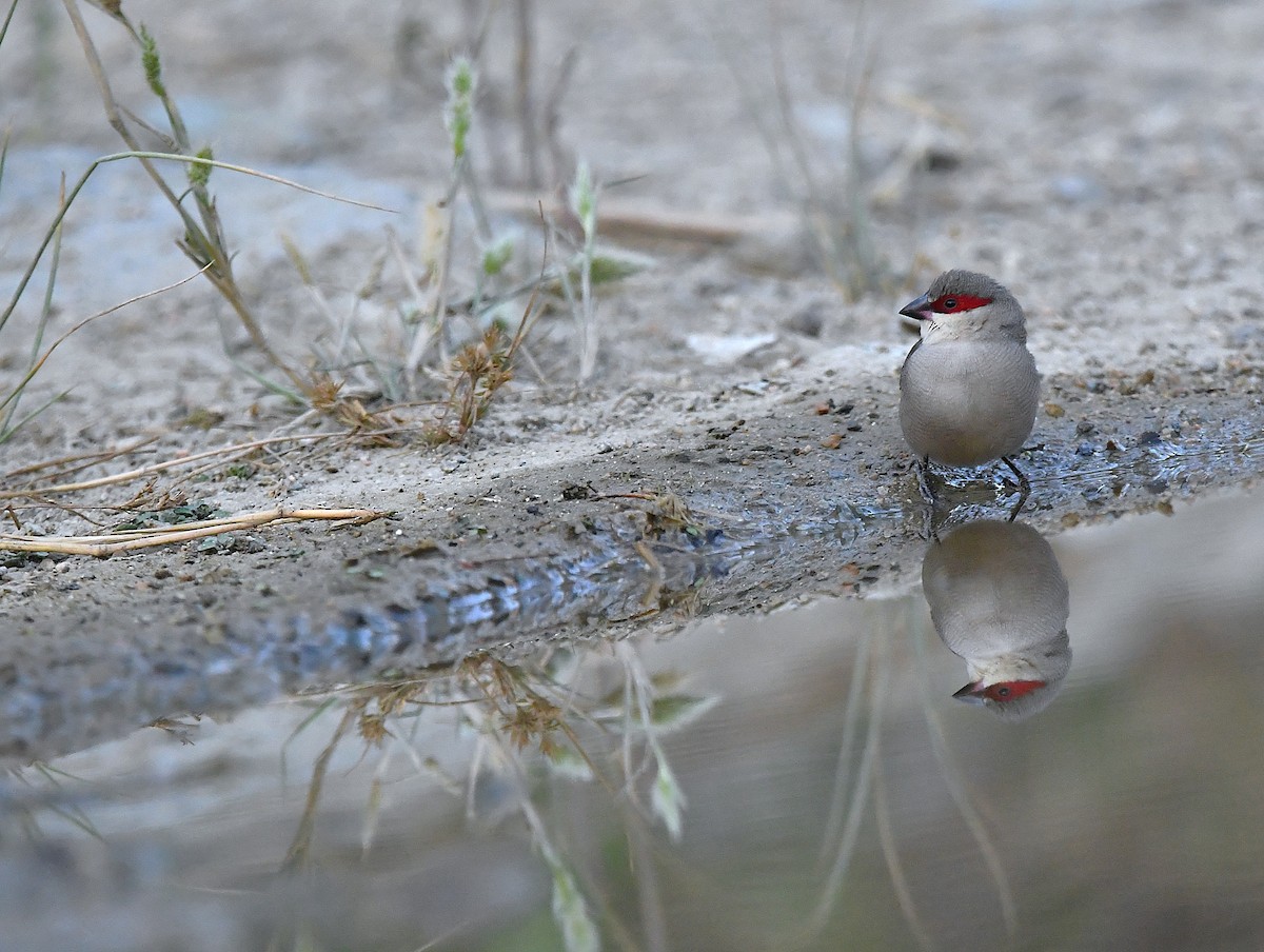 Arabian Waxbill - ML641013643