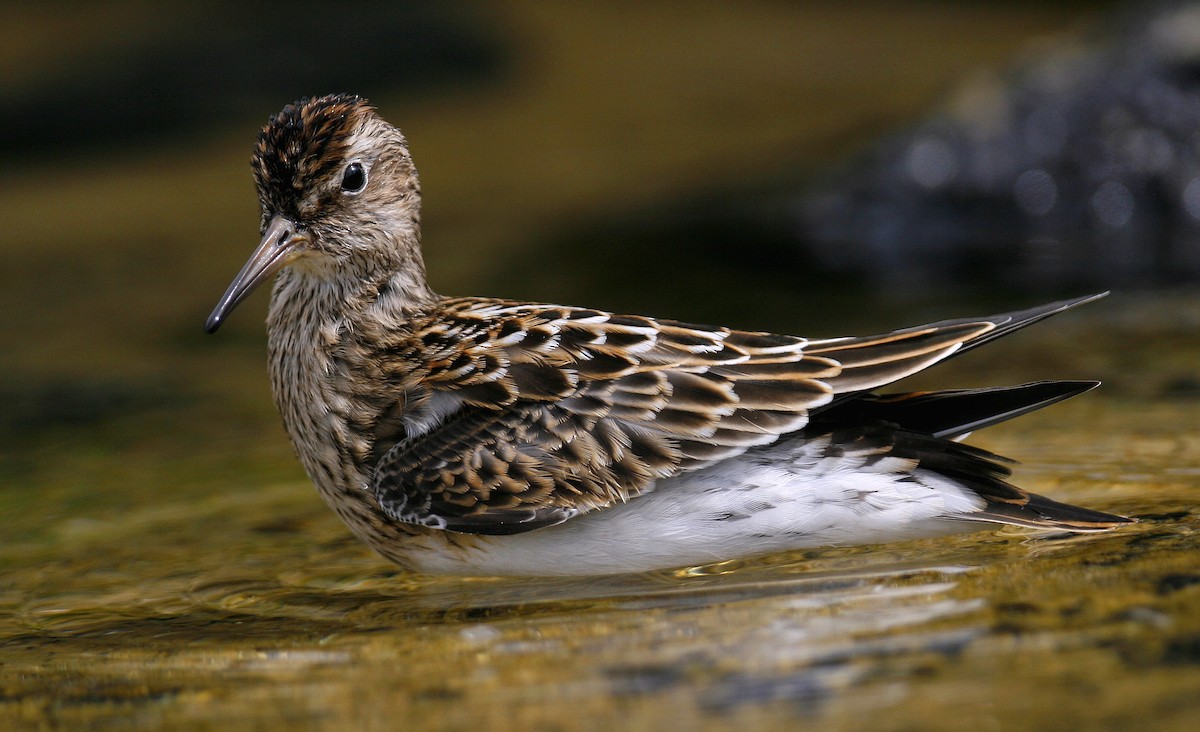 Graubrust-Strandläufer - ML641013650
