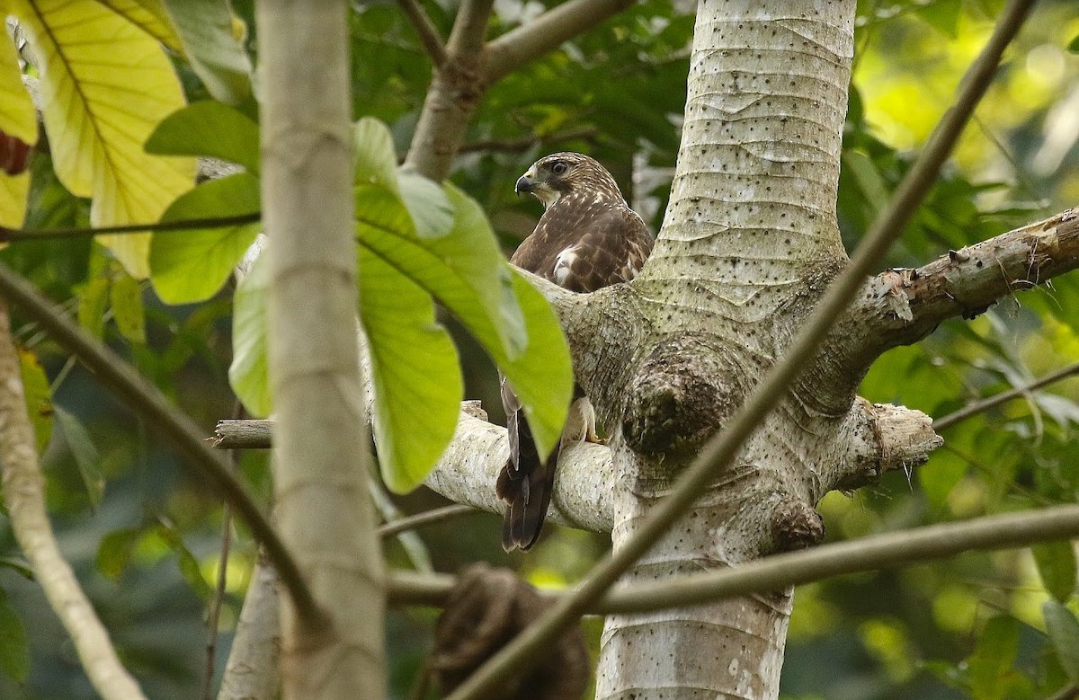 Broad-winged Hawk - ML641013704