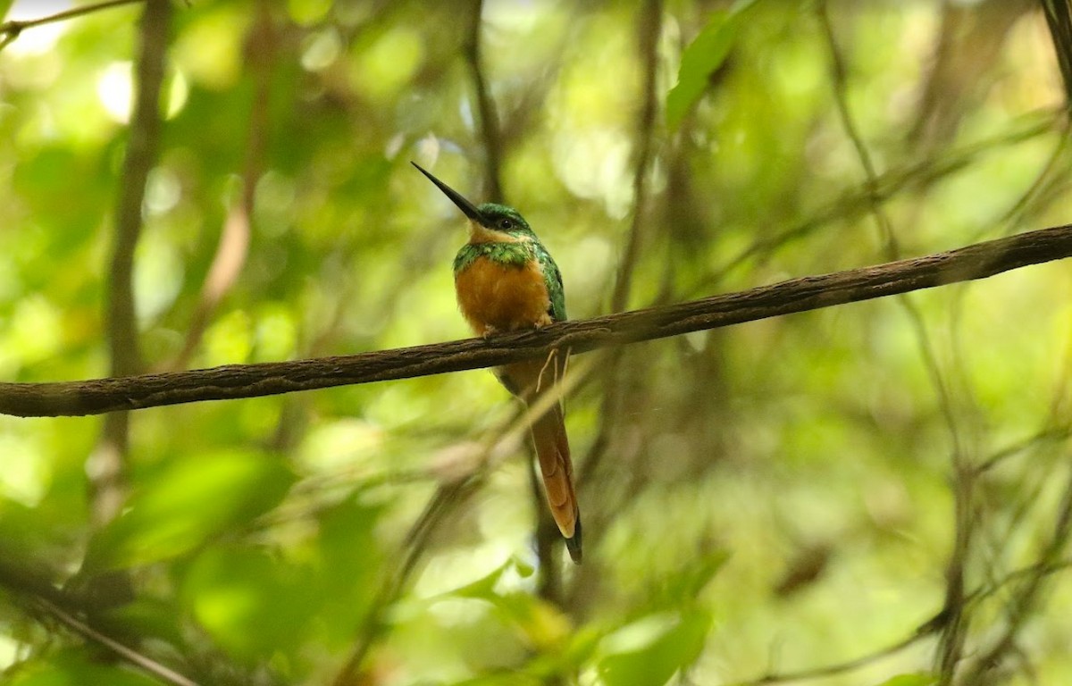 Rufous-tailed Jacamar - ML641013707