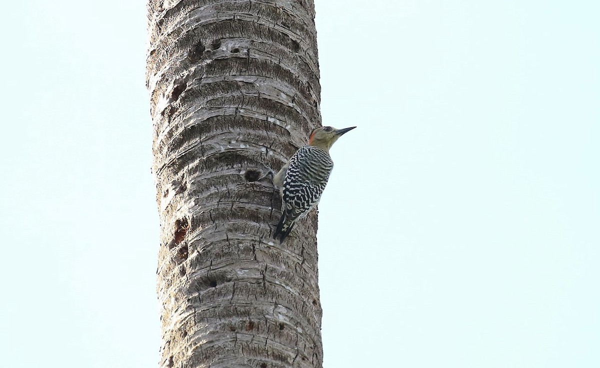 Red-crowned Woodpecker - ML641013714