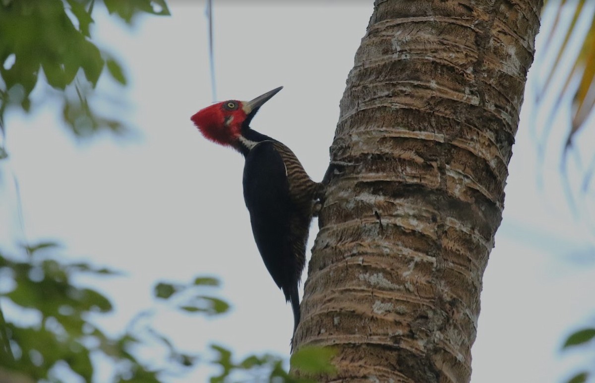 Crimson-crested Woodpecker - ML641013716