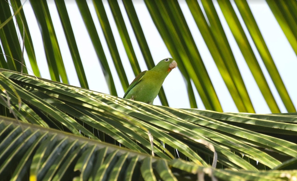 Orange-chinned Parakeet - ML641013720