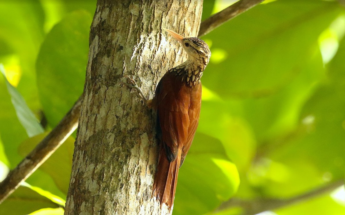 Straight-billed Woodcreeper - ML641013722