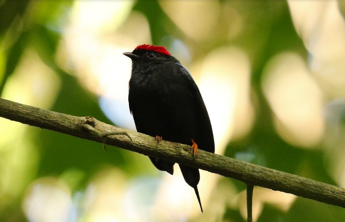 Lance-tailed Manakin - ML641013725