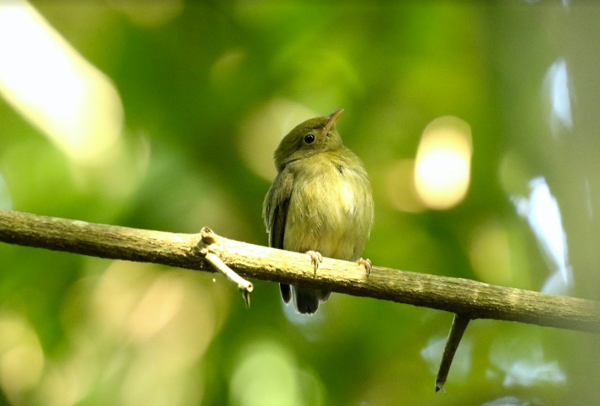 Lance-tailed Manakin - ML641013726