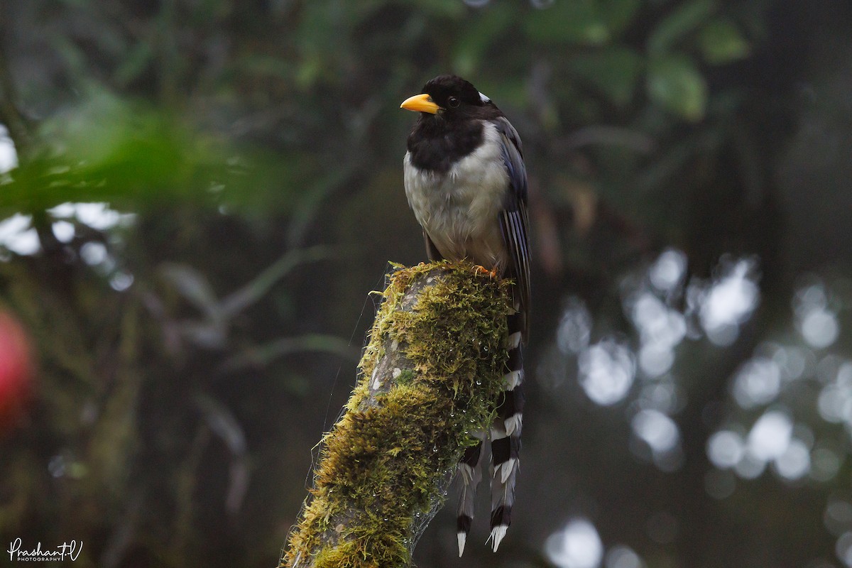 Yellow-billed Blue-Magpie - ML641013727