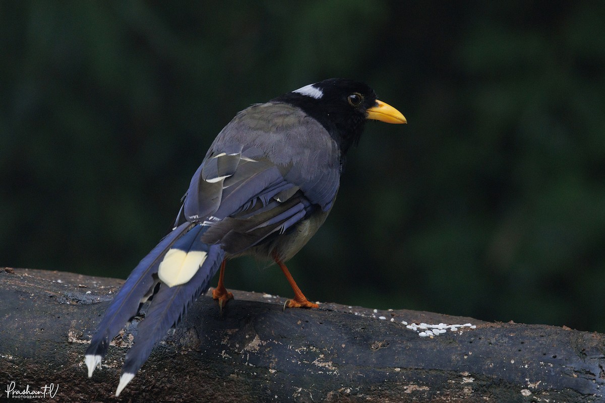Yellow-billed Blue-Magpie - ML641013728
