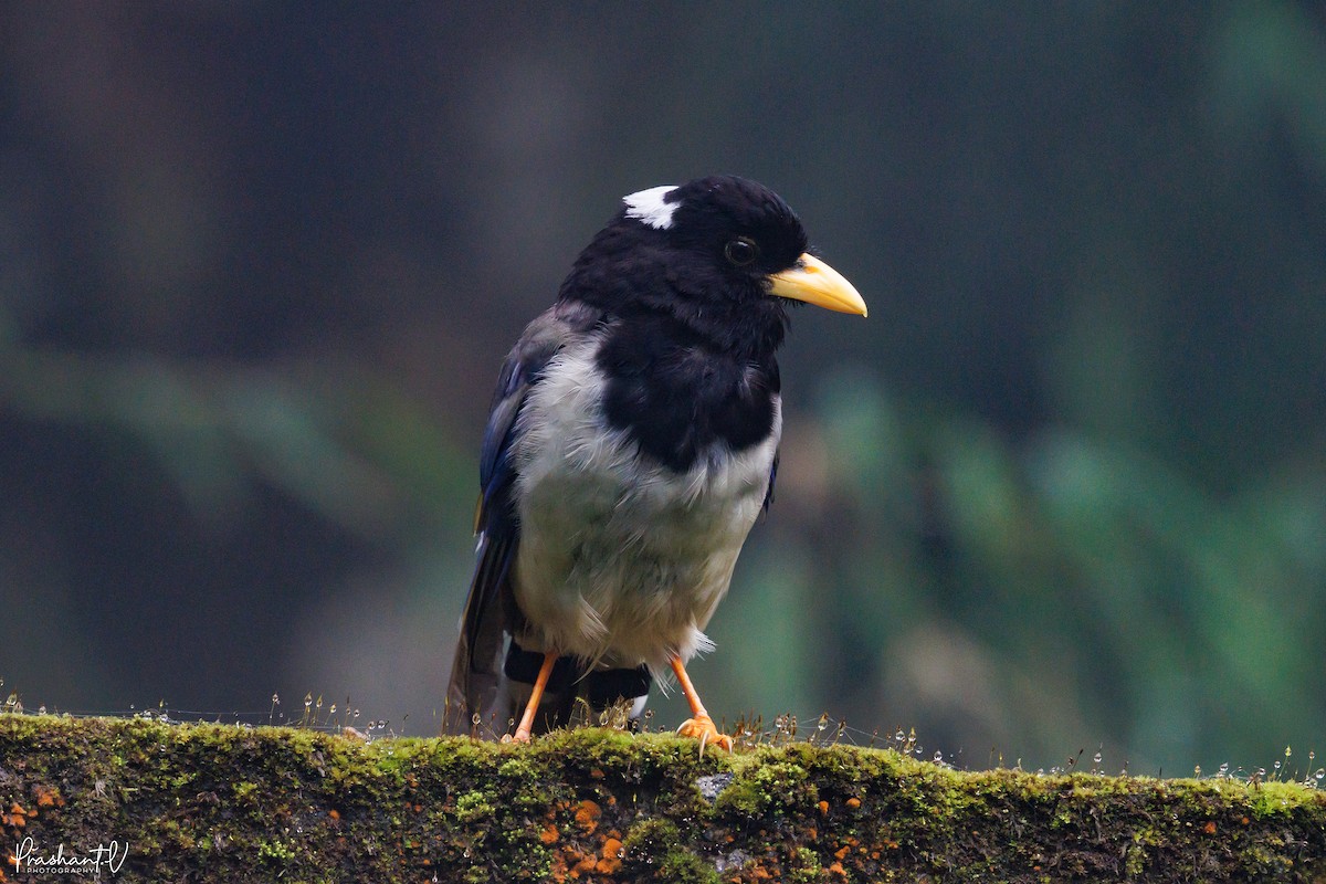 Yellow-billed Blue-Magpie - ML641013729