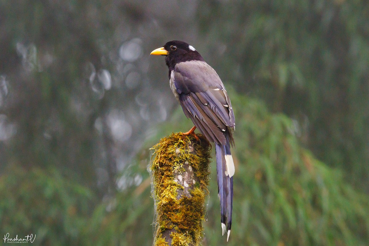Yellow-billed Blue-Magpie - ML641013730