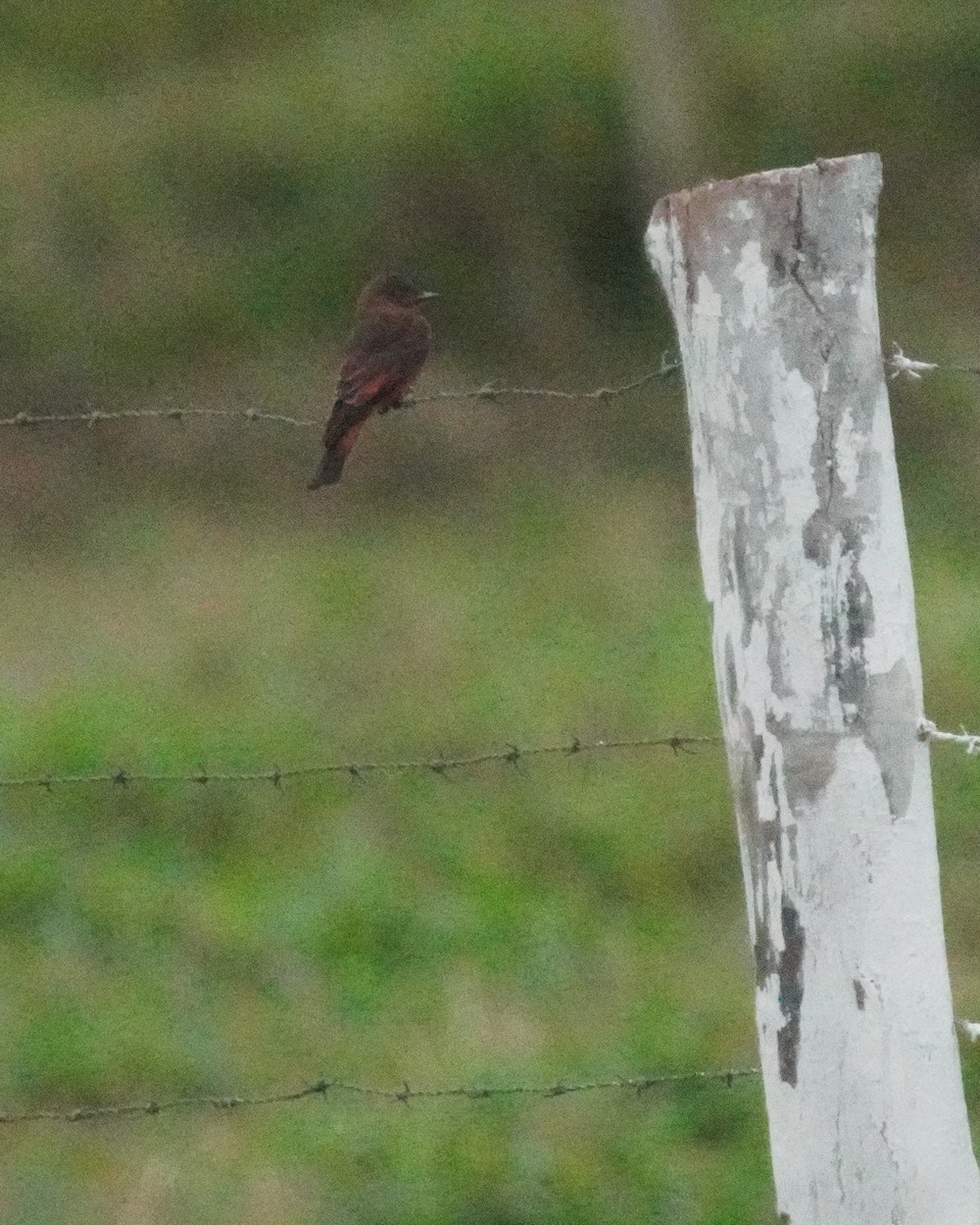 Cliff Flycatcher - ML641013731