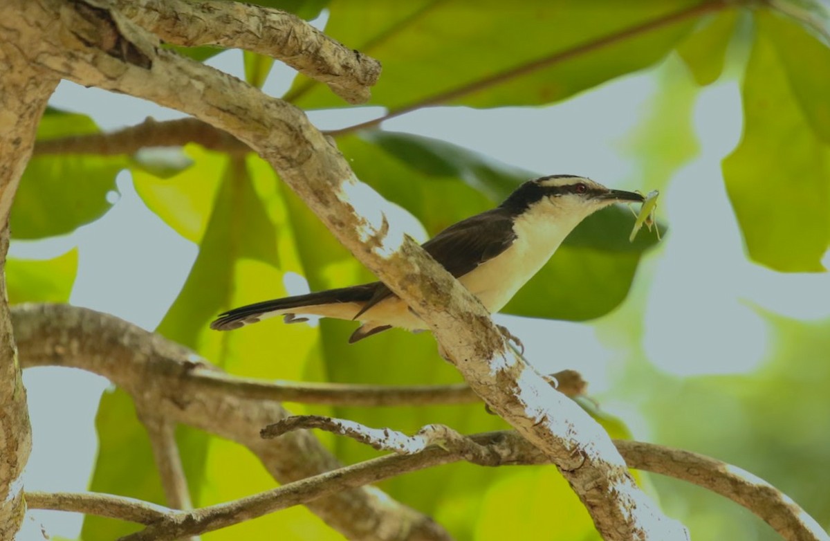 Bicolored Wren - ML641013749